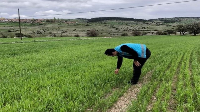Emette tarım alanlarında süne ile mücadele