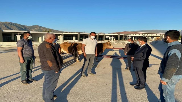 Erzincanda hayvan pazarı, tekrardan açıldı