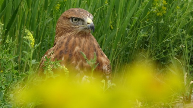 Evcilleştirilen kızıl şahin yaban hayata hazırlanıyor
