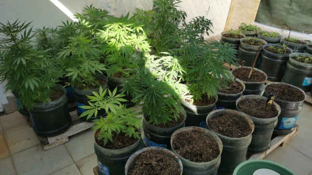 Evini uyuşturucu tarlasına çevirdi