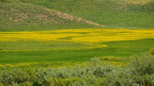 Faraşin Yaylasındaki renk cümbüşü görenleri hayran bıraktı