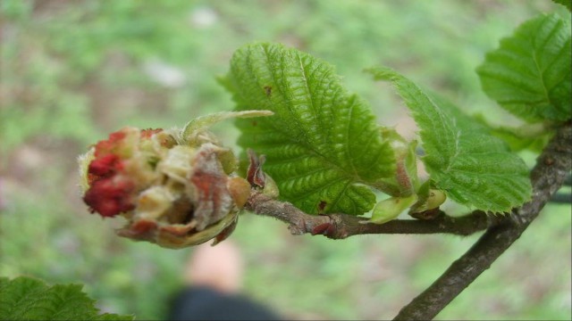 Fındık üreticisine kozalak akarıyla mücadele uyarısı