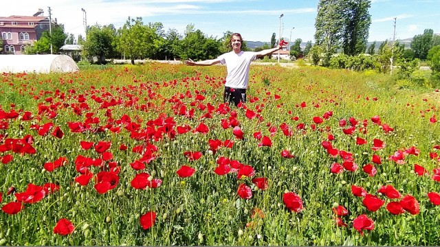 Gelincik tarlasında görsel güzellik