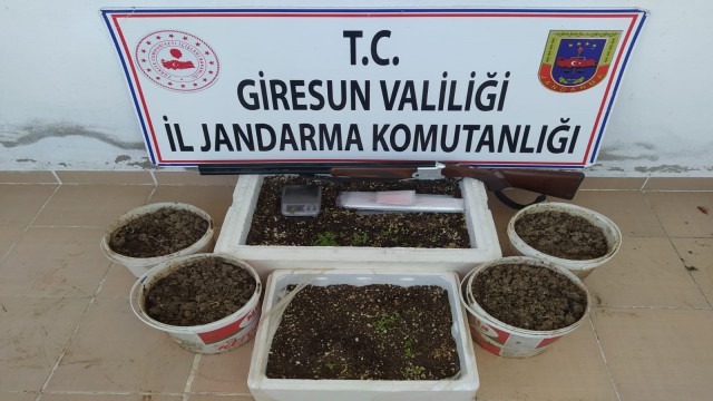 Giresunda 198 kök kenevir bitkisi ele geçirildi