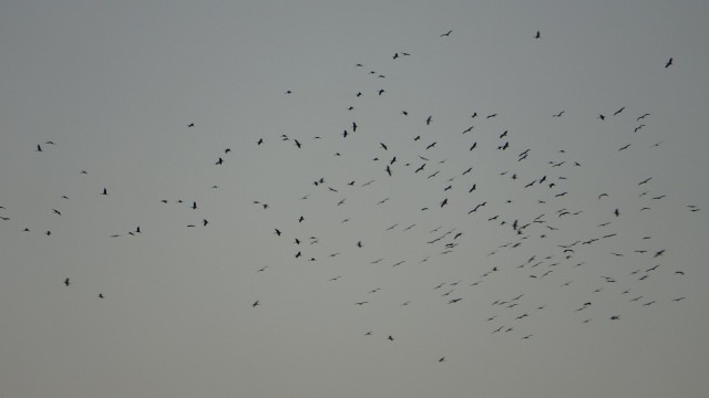 Göç eden leylekler Kozan semalarında görsel şölen oluşturdu