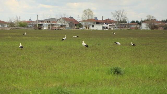 Göç yolundaki leylekler Sakaryada mola verdiler