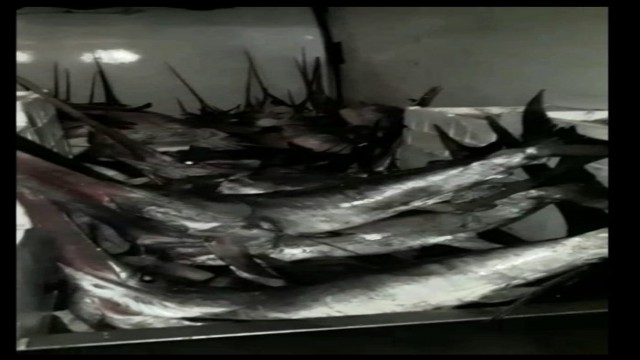 Gökçeadada yasa dışı kılıç balığı avcılığı