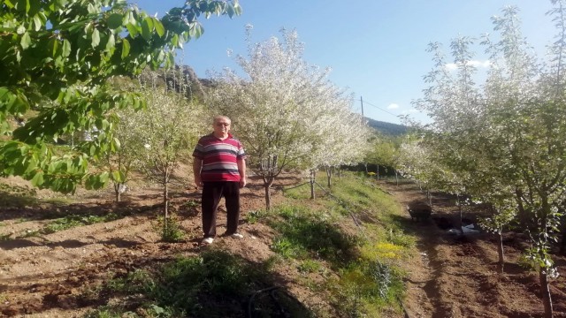 Gümüşhanede vişne üreticileri sezondan ümitli