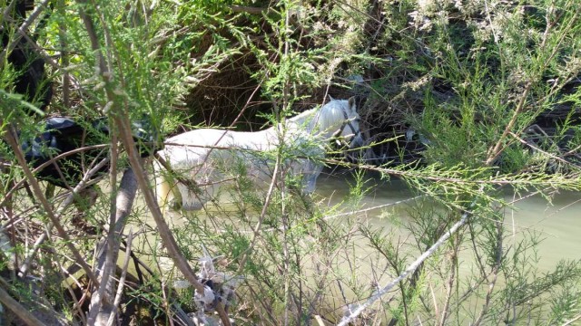 Gürdük Çayında mahsur kalan 2 atı itfaiye kurtardı