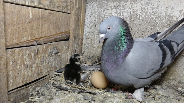 Güvercinler civciv çıkardı