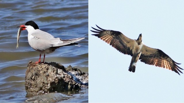 Has kefal kuşların pençesinden kurtulamadı