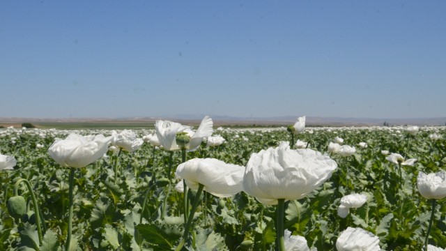 Haşhaş tarlaları görenleri büyüledi