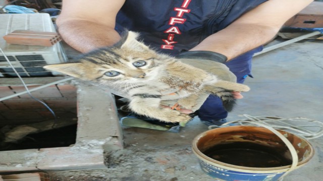 Havalandırma boşluğuna düşen yavru kediler annelerine kavuştu