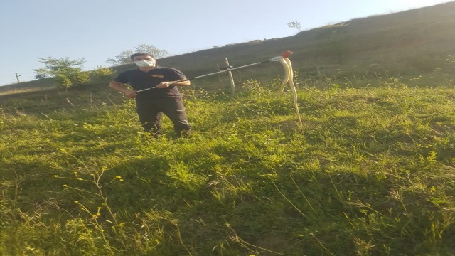 Havaların ısınması ile ortaya çıkan yılanlar vatandaşları tedirgin etti