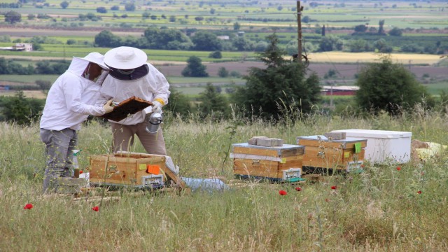 Hem arılarını hem de heveslerini çaldılar