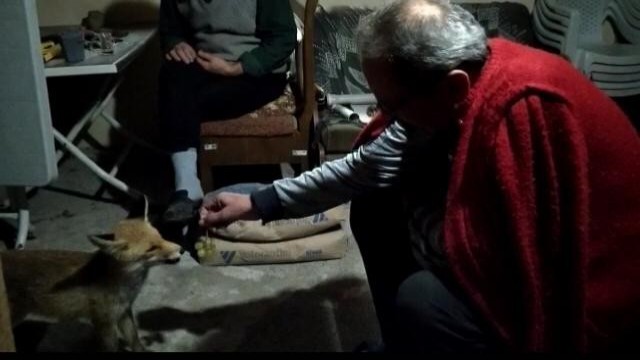 Her akşam evine gelen tilkiyi elleri ile besliyor