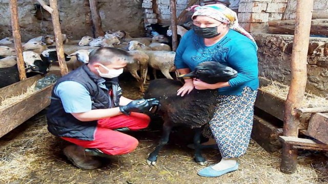 Hisarcıkta küçükbaş hayvanlara veba ve brucella aşısı