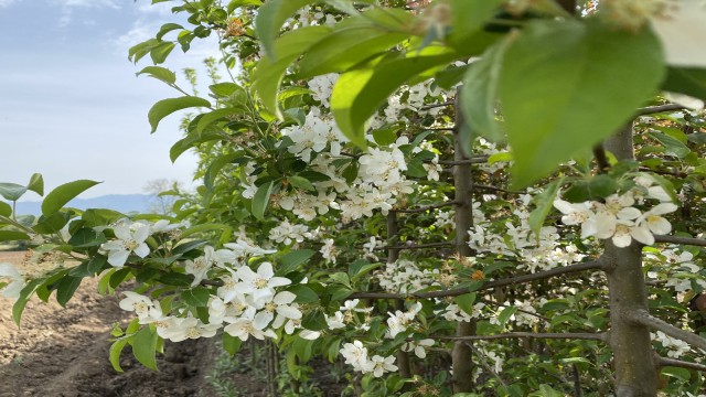 Hollandadan ithal ediliyordu, şimdi Türkiyede yetiştiriliyor