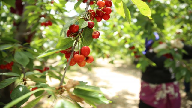 Honaz kirazı tescillendi