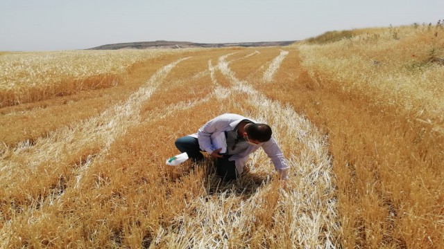 Hububat hasadı yapan biçer döverler denetlendi