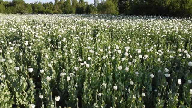 Hüyükte haşhaş tarlaları çiçek açtı