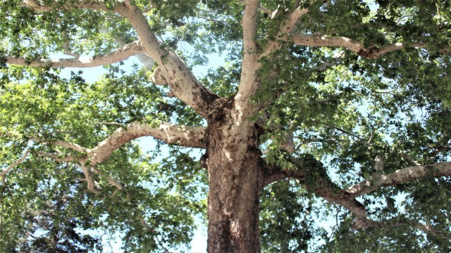 İdamların yapıldığı 2,5 asırlık çınar tarihe tanıklık ediyor