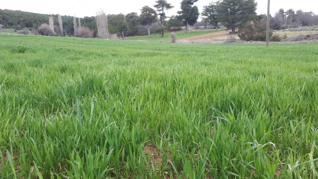 İlçe Tarım ve Orman Müdürlüğüden hububat ekili araziler için yabancı ot uyarısı