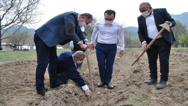 İlk kuşkonmaz fideleri toprakla buluştu