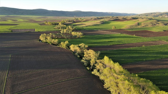 İlkbaharla renk cümbüşüne bürünen ağaçlar görenleri cezbediyor