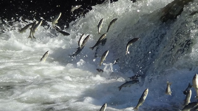 İnci kefalinin tersine yolculuğu büyülüyor
