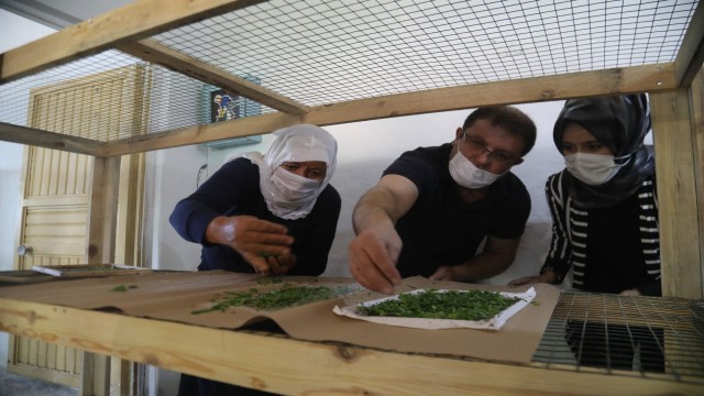 İpekböcekçiliği için çiftçiye tam destek