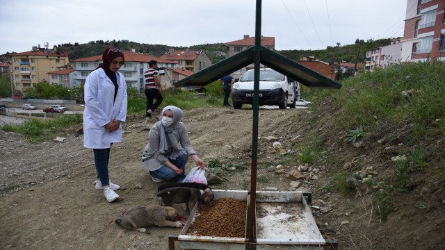 İskilip Belediyesi sokak hayvanlarını unutmadı