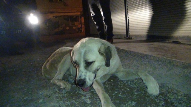 İslahiyede köpeğe işkence iddiası