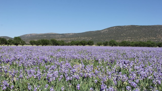 Ispartanın mor renkli zambak tarlalarında görsel şölen başladı