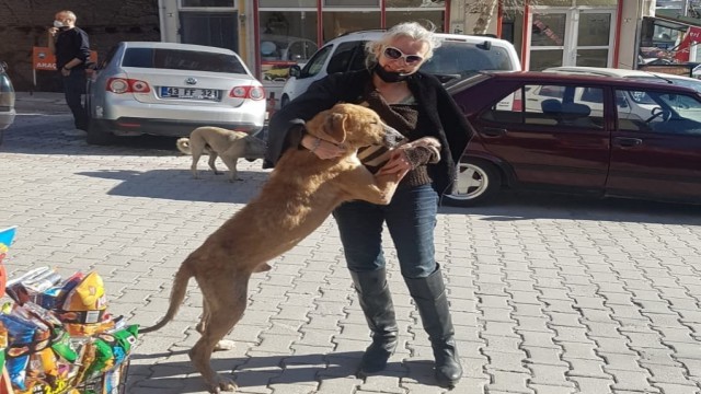 İstanbul'da tedavi gören köpek Kütahya'ya gönderildi
