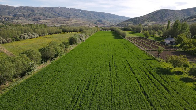 İstilacı çekirgenin düşmanı bu böcek