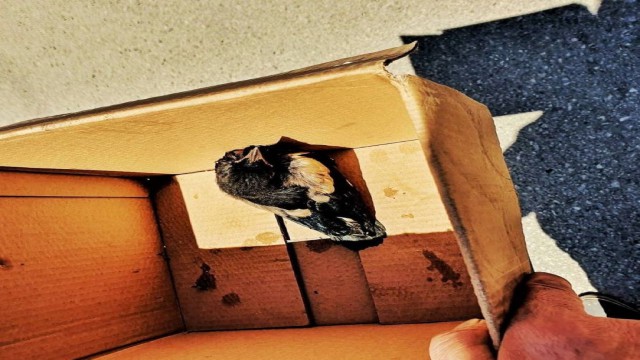 İtfaiye ekipleri, yuvasından düşen yavru kuş için seferber oldu