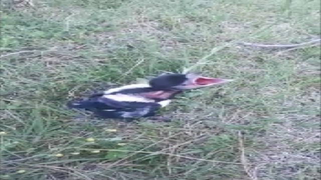 İtfaiye yuvadan düşen saksağan yavrusu için seferber oldu