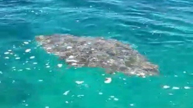 İzmirde ağlara takılı bulunan dev vatoz kurtarıldı