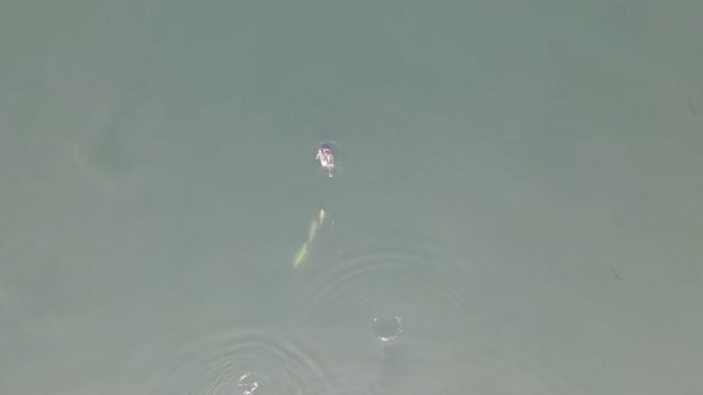 İzmit Körfezinde yunuslar havadan görüntülendi