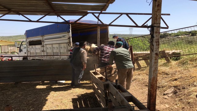 Jandarma hayvan hırsızlarını didik didik edip buldu