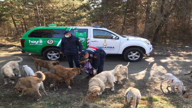 Jandarma sokak hayvanlarını besledi