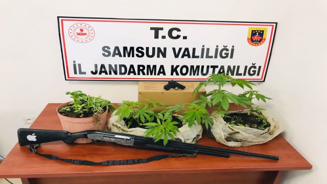 Jandarmadan ‘kenevir baskını