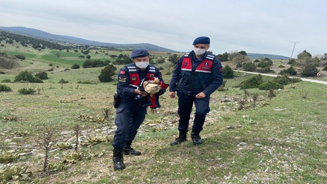 Jandarmanın bulduğu yaralı kızıl şahin tedavi altına alındı