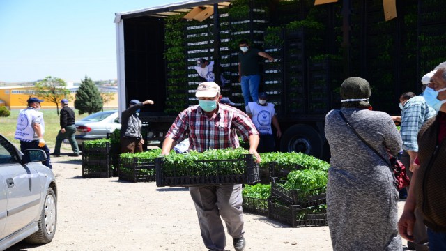 Kahramankazanda çiftçilere 1 milyon 200 bin sebze fidesi dağıtıldı