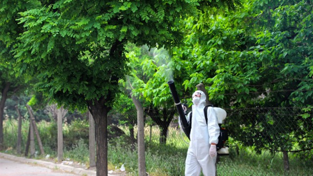 Kahramanmaraşta ağaçlar zararlılardan korunuyor