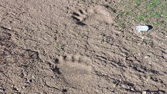 Kahramanmaraşta ayı heyecanı