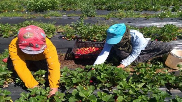 Kahramanmaraşta örtü altında yetiştirilen çileğin ilk hasadı yapıldı
