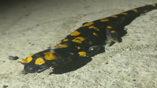 Kahramanmaraşta sarı benekli semender görüntülendi