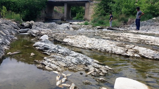 Kahramanmaraşta toplu balık ölümleri